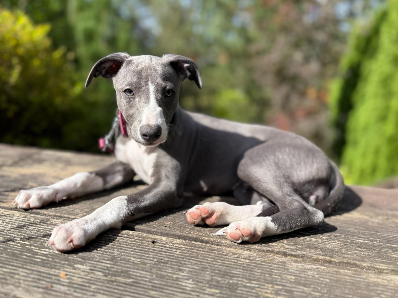 szczeniak whippet leżący na tarasie