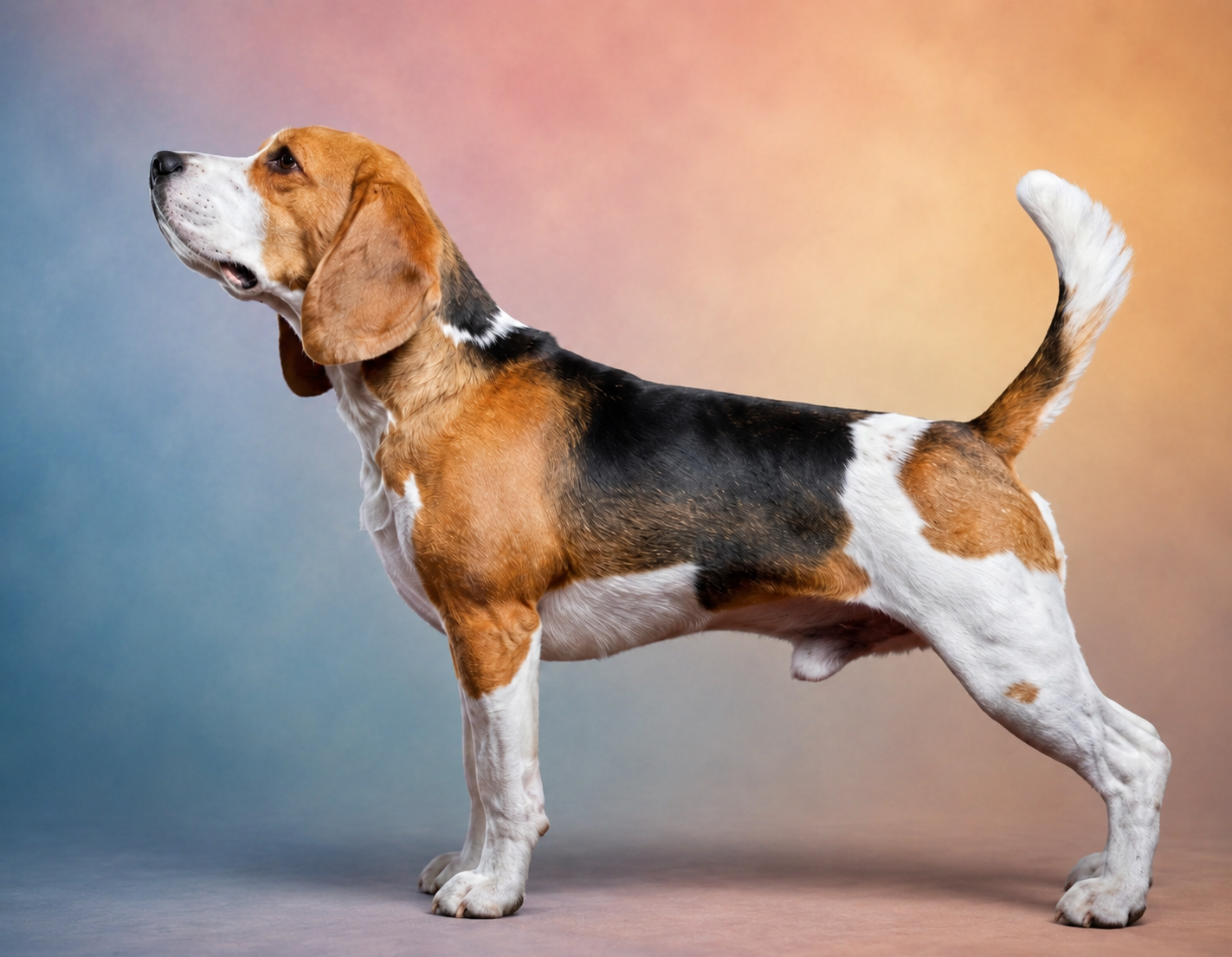 pies beagle na kolorowym tle