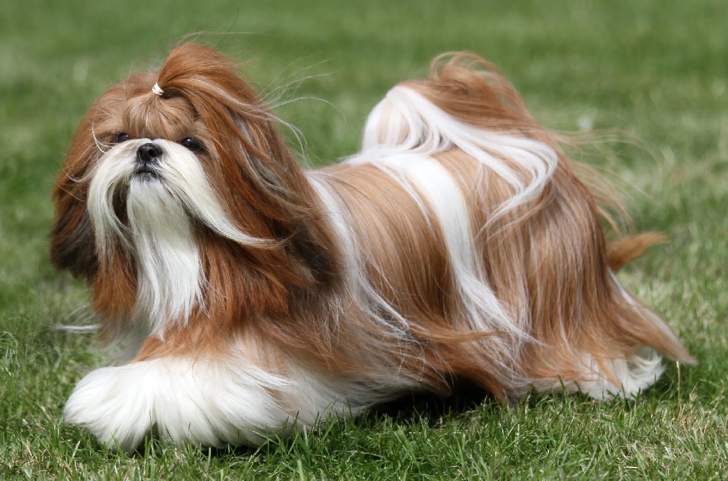 shih tzu pies na trawie