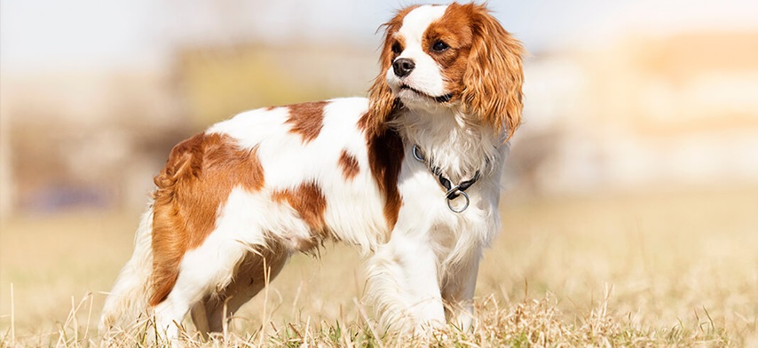 Cavalier king charles spaniel patrzacy w dal