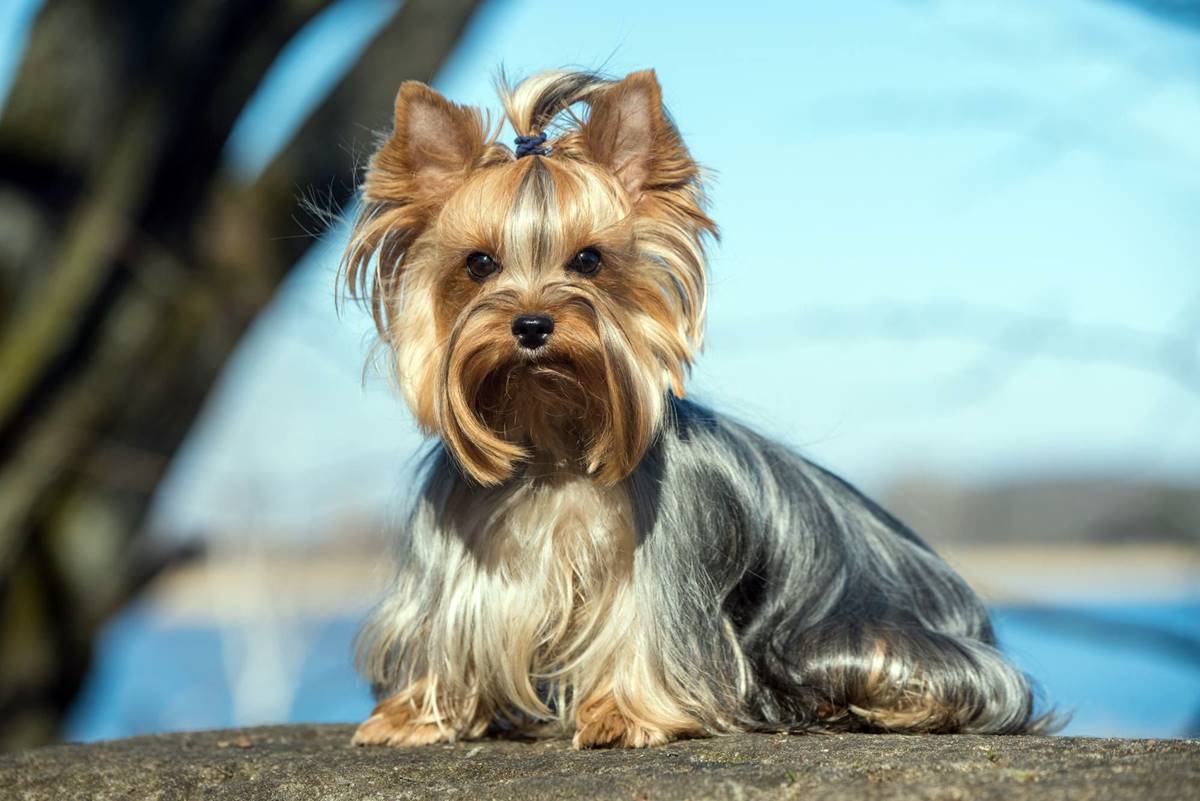 Yorkshire Terrier (York) siedzący