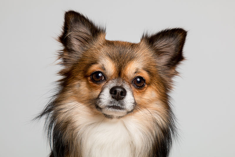 chihuahua piec na białym tle