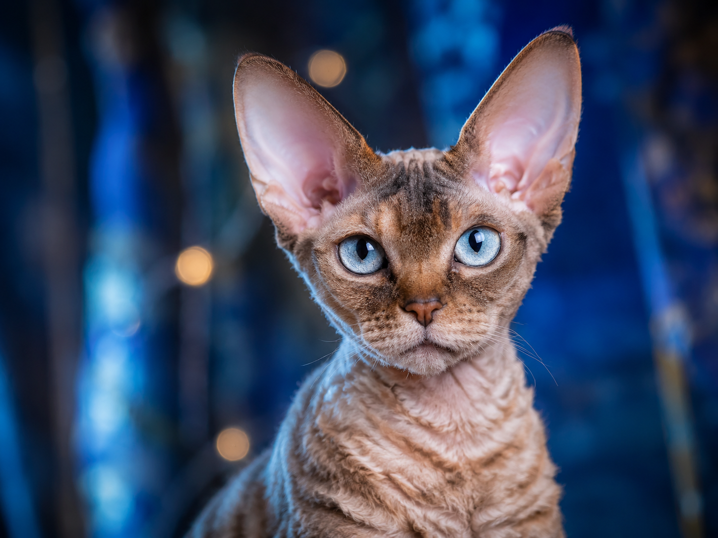 kot rasy devon rex na niebieskim tle