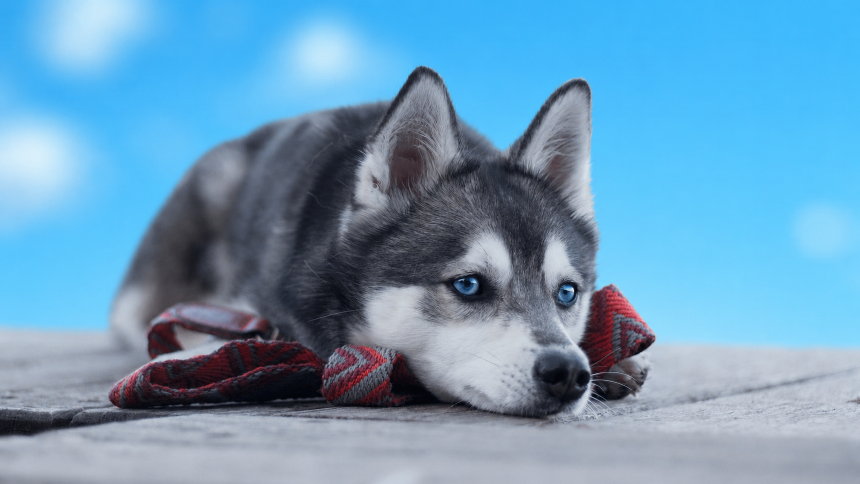 młody husky na niebieskim tle