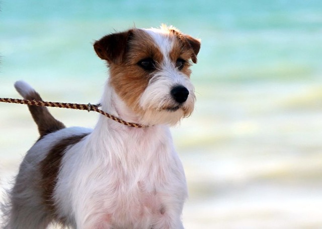 Pies Jack russell terrier nad morzem