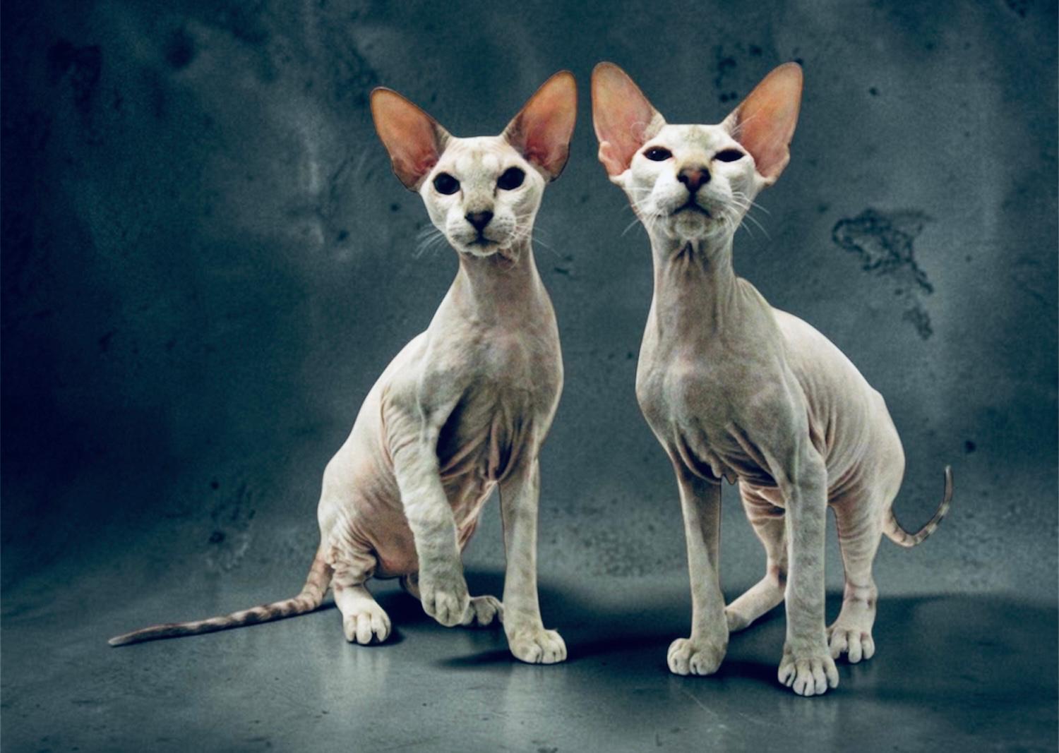 dwa koty rasy Peterbald