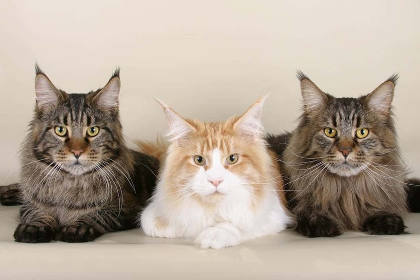 trzy koty rasy maine coon