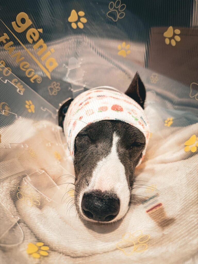 pies rasy whippet w kołnierzu pooperacyjnym i bandażu
