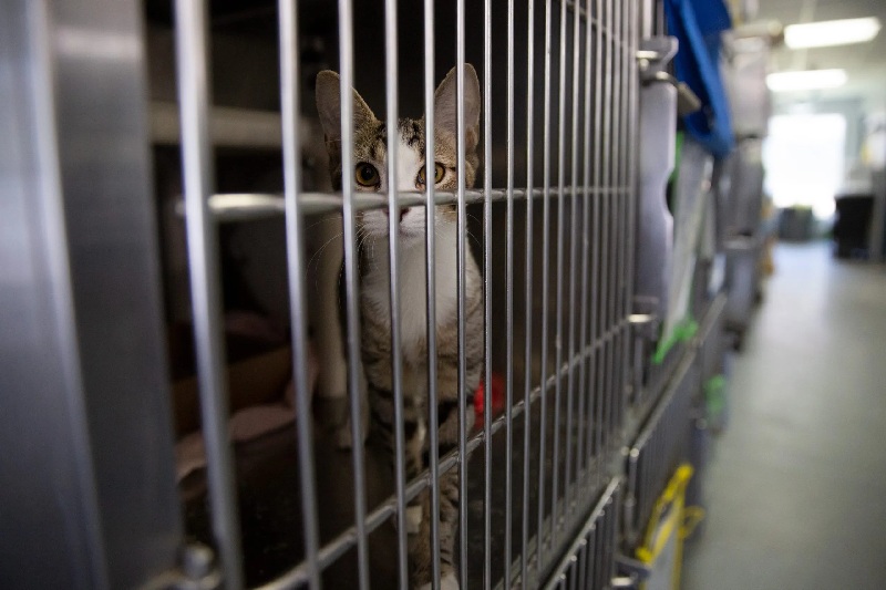 Kot w boksie schroniska czekający na adopcję
