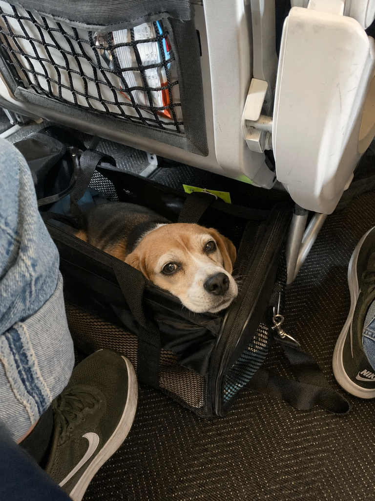 Mały pies rasy beagle siedzi w miękkim transporterze podróżnym umieszczonym pod fotelem pasażera w samolocie.